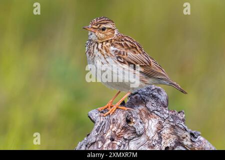 Larice di legno (Lullula arborea), seduto su un tronco d'albero, Italia, Toscana Foto Stock