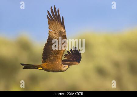 Aquilone nero, aquilone a becco giallo (Milvus migrans), in volo, Italia, Basilicata Foto Stock