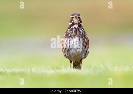 redwing islandese (Turdus iliacus coburni, Turdus coburni), arroccato in un prato, vista frontale, Islanda Foto Stock