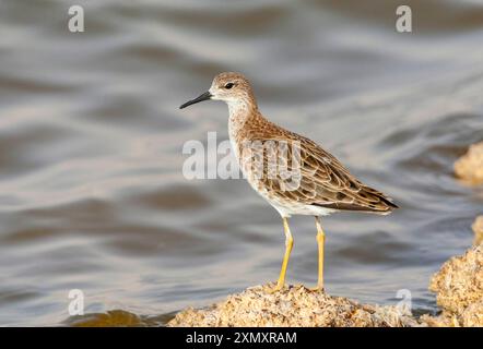 ruff (Alidris pugnax, Philomachus pugnax, Calidris pugnax), adulto che riposa nelle saline del KM20 vicino a Eilat, Israele, Negev, Eilat Foto Stock