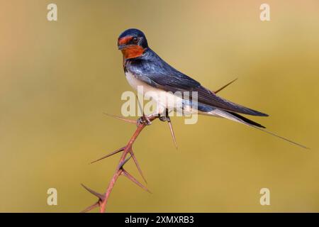 Rondine di fienile (Hirundo rustica), appollaiato su un ramo d'India, vista laterale, Italia, Toscana, piana fiorentina; Renai di Signa, Signa Foto Stock