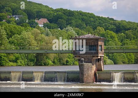 Oca egiziana (Alopochen aegyptiacus), famiglia di oca del Nilo presso la centrale elettrica di Stiftsmuehle, Germania, Renania settentrionale-Vestfalia, Foto Stock