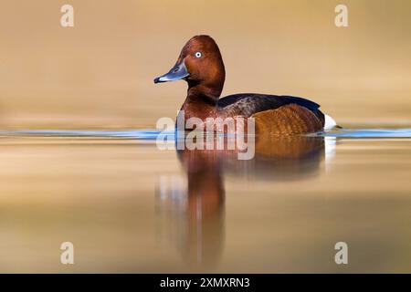 Anatra ferruginosa, frutteto ferruginoso, occhio bianco comune, frutteto dagli occhi bianchi (Aythya nyroca), drake da nuoto, vista laterale, Italia, Toscana, colli alti, Fi Foto Stock