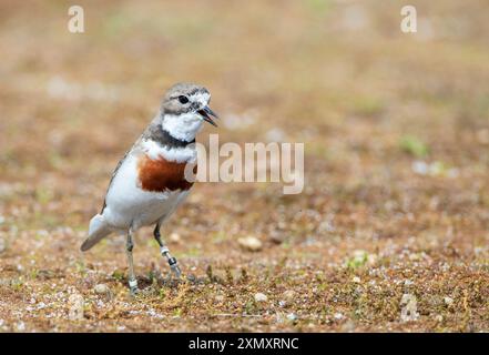 plover a doppia banda, ceramiche a banda larga, amante di montagna, Pohowera (Charadrius bicinctus bicinctus, Charadrius bicinctus), maschio su un campo, Calling, nuovo Foto Stock