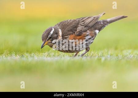 redwing islandese (Turdus iliacus coburni, Turdus coburni), foraggiamento in un prato, vista laterale, Islanda Foto Stock