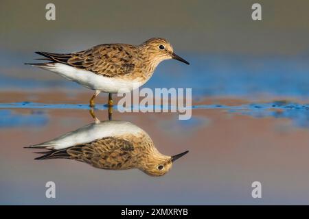 Stint di Temminck (Calidris temminckii), in piedi in acque poco profonde, riflessione, Italia, Toscana, Colli alti, Firenze; Signa; Foto Stock