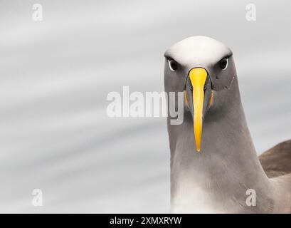 Albatross di Northern Buller, Albatross di Buller, mollymawk di Buller (Thalassarche bulleri platei, Thalassarche platei), ritratto, vista frontale, nuovo zelo Foto Stock