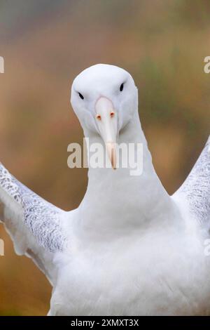 Albatross reale, Albatross reale meridionale (Diomedea epomophora), ritratto, nuova Zelanda, Campbell Island Foto Stock