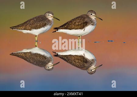 sandpiper Verde (Tringa ochropus), due sandpiper verdi in uno stagno poco profondo in Italia, Italia, Toscana Foto Stock