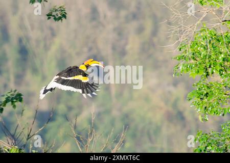 Great Indian Hornbill, Rhinoceros Hornbill (Buceros bicornis), adulto che vola da un albero all'altro, Thailandia, Parco nazionale di Khao Yai Foto Stock