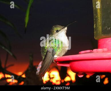 Woodnymph incoronata, Violetta incoronata Woodnymph, colibrì incoronato verde (Thalurania colombica colombica, Thalurania colombica), femmina al Foto Stock