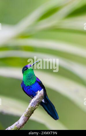 Woodnymph incoronata, Violetta incoronata Woodnymph, colibrì di Woodnymph incoronato verde (Thalurania colombica colombica, Thalurania colombica), seduto su una Foto Stock