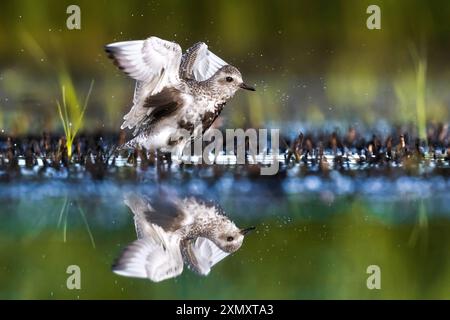 plover grigio (Pluvialis squatarola), tuffandosi in acque poco profonde durante la migrazione, Italia, Toscana, stagni della piana Pisano-Livorn Foto Stock