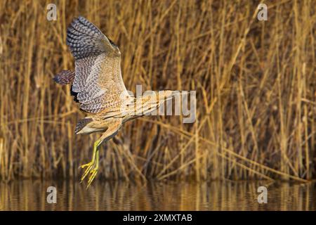 Bitterna eurasiatica, grande bitterna (Botaurus stellaris), che vola sopra la superficie dell'acqua su una cintura di canne, vista laterale, Italia, Toscana, piana fiorentina; Stag Foto Stock