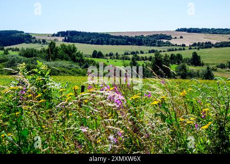 Krasny Les, Repubblica Ceca. 29 luglio 2024. Il Ministero dell'ambiente ha avviato il processo di dichiarazione della Krusne hory (Monti ore) un'area paesaggistica protetta (PLA), che sarà la più grande area protetta della Cechia con un'area proposta di circa 1.200 chilometri quadrati. Fiori ritratti al prato di Krasny les nelle montagne ore, Repubblica Ceca, 29 luglio 2024. Crediti: Ondrej Hajek/CTK Photo/Alamy Live News Foto Stock