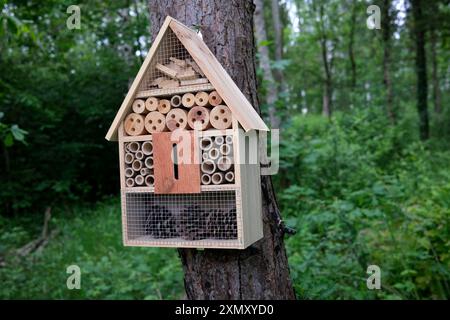 Insetti e api in legno per osservare la fauna selvatica Inghilterra, Regno Unito Foto Stock