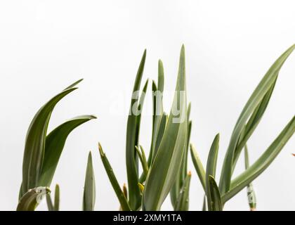 Giovani piante d'aglio isolate su sfondo bianco. Foto Stock