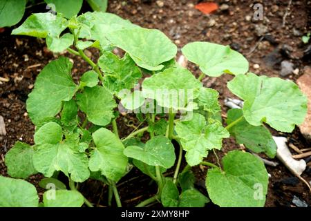 Immergiti nell'essenza dell'agricoltura con questa foto ravvicinata che cattura la vibrante vegetazione del fogliame agricolo. Ogni foglia racconta una storia di Grow Foto Stock