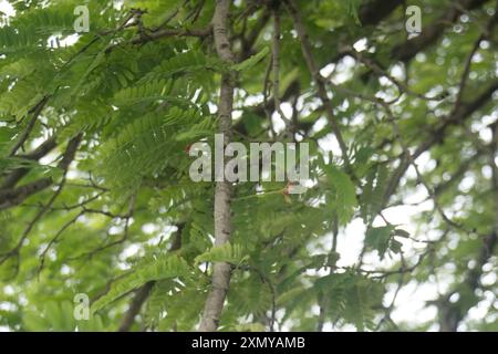 Abbraccia la bellezza della natura con questa splendida fotografia che cattura un albero lussureggiante, i suoi rami si estendono come un'opera d'arte creata dalla natura stessa. Foto Stock