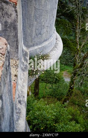 Delicati piccoli fiori bianchi emergono dalle pareti in pietra di Palazzo pena. Foto Stock