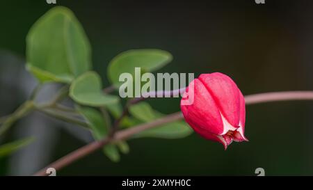 Scarlet Leatherflower nelle Balcones Canyonlands Foto Stock