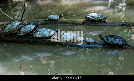 Le tartarughe si rilassano su un tronco in acqua tranquilla circondata dal verde. Foto Stock