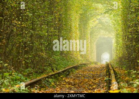 Soleggiata giornata estiva nella regione di Rivne in Ucraina. Tunnel dell'amore a Klevan. Vecchie rotaie nella foresta decidua Foto Stock