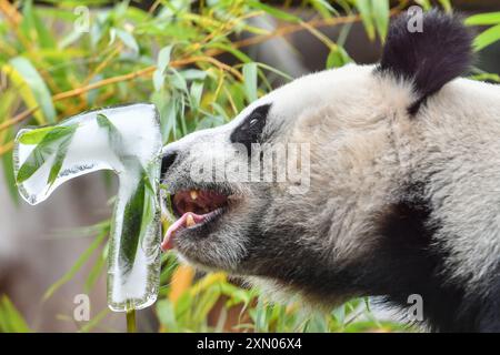 Mosca, Russia. 30 luglio 2024. Il panda gigante Dingding è raffigurato durante la sua festa di compleanno allo zoo di Mosca, capitale della Russia, il 30 luglio 2024. Dingding ha festeggiato il suo compleanno in Russia martedì. È nata il 30 luglio 2017 nella base di panda gigante Shenshuping della riserva naturale nazionale cinese di Wolong, ed è arrivata a Mosca nell'aprile 2019 dalla provincia cinese del Sichuan sud-occidentale con un altro panda gigante Ruyi. Crediti: Cao Yang/Xinhua/Alamy Live News Foto Stock