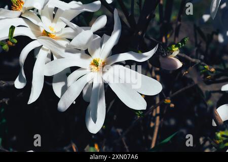un albero o un arbusto con grandi fiori cerati tipicamente rosa cremoso. Le magnolie sono ampiamente coltivate come alberi ornamentali Foto Stock