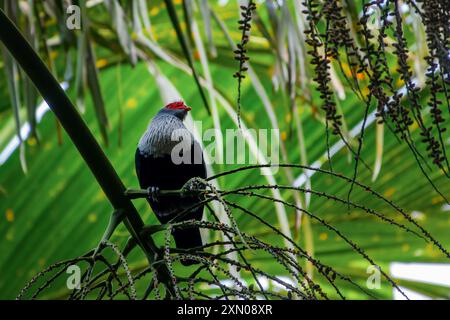 Seychelles Blue Pigeon, specie endemica di uccelli, nella Vallée de mai (May Valley), isola di Praslin, Seychelles Foto Stock