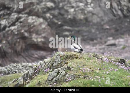 Vista posteriore e laterale sinistra di un maschio (Anas platyrhynchos) in piedi su Grassy Rocks che si affaccia sulle scogliere costiere sull'Isola di Man, Regno Unito in estate Foto Stock