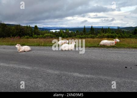 Quattro pecore bianche e leggermente sporche che riposano su una strada sterrata vicino a Ranten, Norvegia. Foto Stock