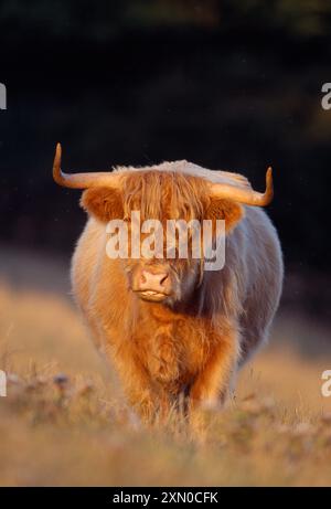 Highland Cow (bos taurus) femmina in prato erboso in tarda estate illuminazione serale, Berwickshire, Scottish Borders, Scozia, agosto 1997 Foto Stock