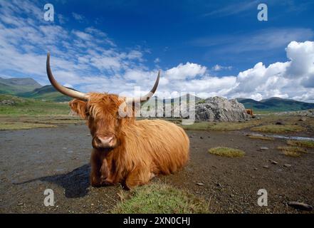 Vacca delle Highland (Bos tarus) con bassa marea da palude salmastre, Glen More, Isola di Mull, Ebridi interne, Scozia, aprile 2001 Foto Stock