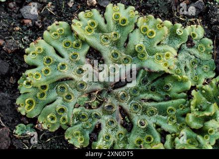 Mosto verde di Liverwort / mosto comune di Liverwort (Marchantia polymorpha) che mostra parti maschili simili a dischi della pianta. Foto Stock