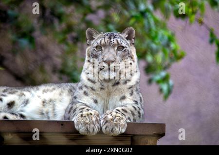 È stato osservato un leopardo delle nevi. Con la sua pelliccia spessa e la costruzione potente, questo sfuggente gatto si trova comunemente nelle regioni montuose dell'Asi centrale e meridionale Foto Stock