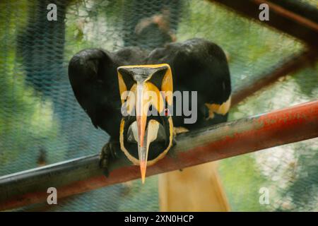 Ottimo avvistamento di uccelli carnagini, ottima immagine di carpino Foto Stock