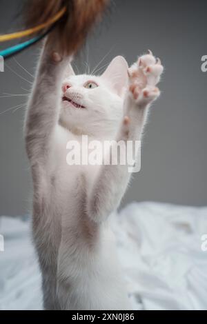 Il gattino bianco che gioca da studio illumina i capelli corti e felici Foto Stock