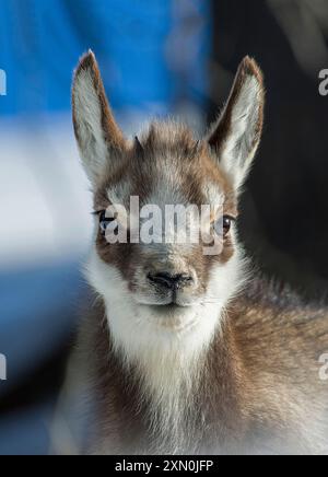 Primo piano di un simpatico camoscio alpino (Rupicapra rupicapra) che guarda nella fotocamera contro una foresta nevosa sfocata sullo sfondo. Cucciolo di camoscio Foto Stock