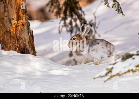 Lepre di montagna (Lepus timidus), nota anche come lepre variabile, lepre bianca o lepre alpina, che riposa nella neve sotto un abete rosso in una fredda giornata invernale in Foto Stock