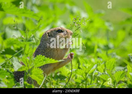 Uno scoiattolo europeo Spermophilus citellus che mangia in un prato verde in primavera Austria Engelhartstetten Austria Foto Stock