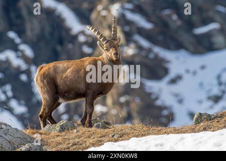 Lo stambecco alpino (Capra ibex) mostra la sua forza in piedi su una prateria alpina invernale con montagne sullo sfondo, Alpi italiane Foto Stock