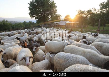 Stazione di pecore alla periferia di Breb, dove le pecore vengono munte e il formaggio viene prodotto secondo i vecchi metodi tradizionali, nella graziosa Maramures, nella Romania settentrionale. Foto Stock