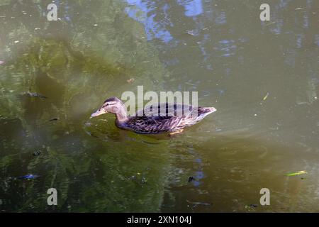 La città è piena di sole Foto Stock