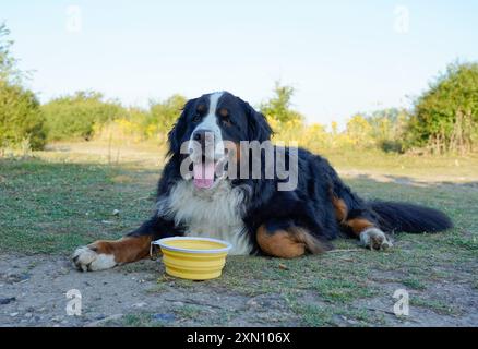 Cane da montagna Bernese steso sull'erba, ciotola gialla davanti a lui Foto Stock