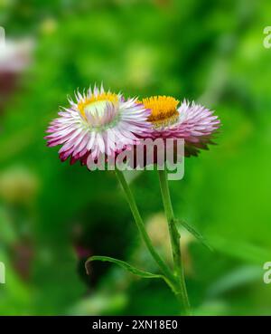Primo piano di Straw Flower/Golden Everlasting daisy- Xerochrysum bracteatum Foto Stock