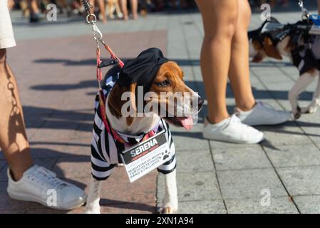 Salvador, Bahia, Brasile - 30 giugno 2024: Cani in costume sono visti a Farol da barra nella città di Salvador, Bahia. Foto Stock