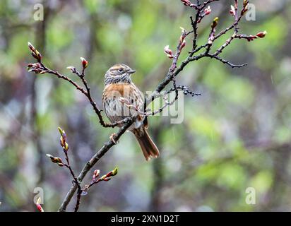 Un "petto ruvido" (Prunella strophiata) appollaiato su un ramo. Sichuan, Cina. Foto Stock