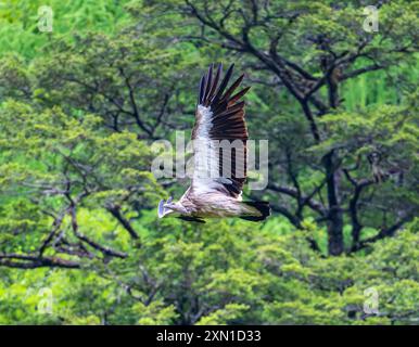 Un grifone dell'Himalaya (Gyps himalayensis) sorvola la foresta montana. Sichuan, Cina. Foto Stock