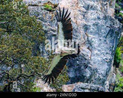 Un grifone dell'Himalaya (Gyps himalayensis) che vola su montagne rocciose. Sichuan, Cina. Foto Stock